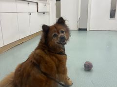 -东莞宠友24H宠物中心医院·转诊夜诊·异宠(新河北路院)