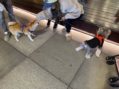 -瑞虹新天地月亮湾