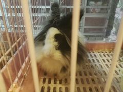 -藦茜花园宠物主题亲子互动体验馆(国顺东路店)
