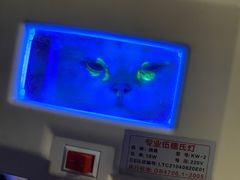 -伟伟宠物医院·瑞派猫友好医院·猫科(光谷店)
