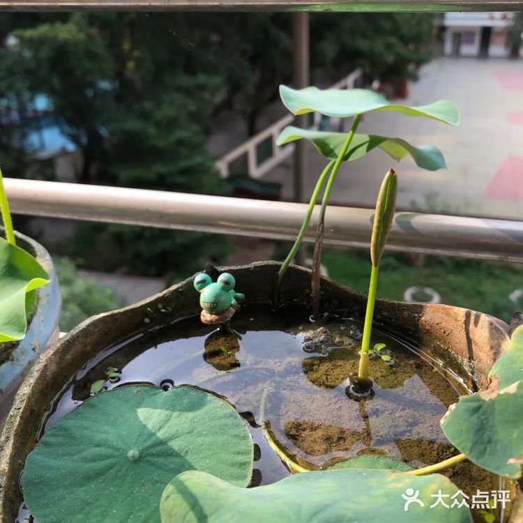 碗莲的简易种植