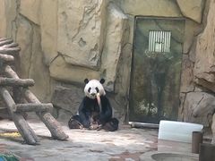 -成都动物园