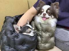 -美联众合动物医院·24h转诊中心