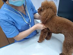 -博特宠物医院24h犬猫全科.骨科·异宠