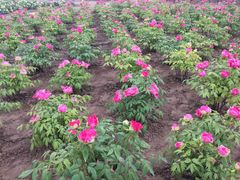 -曹州牡丹园