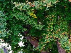 -天正河鲀·河豚亭(大连店)