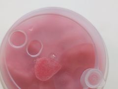 -一只酸奶牛(洪崖洞11楼店)