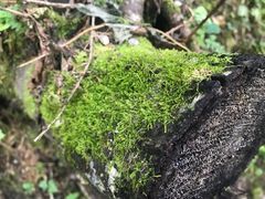 -峡谷浮石林景区