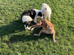 -趣玩宠物乐园寄养训犬训狗游泳池