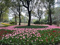 -上海鲜花港
