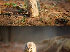 -灵玲国际马戏城