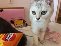 -Sweet cat·星愿猫咖(国贸大厦店)