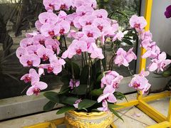 -松山湖梦幻百花洲