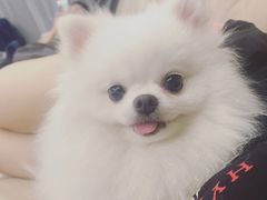-创凡宠物医院·骨专科  猫科中心(西乡分院)