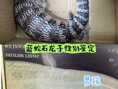 -北京观赏动物医院·24小时大型综合·猫专科·异宠专科