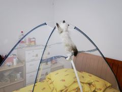 -屋虎猫馆(宝安大仟里店)