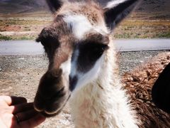 -新疆天山野生动物园