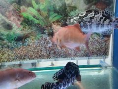 -辉哥火锅(虹桥路店)