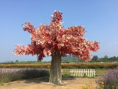 -北京东方普罗旺斯薰衣草庄园