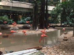 -麒麟中餐厅·经典粤菜·地道菜式老字号(广州长隆酒店)