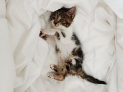 -艾贝尔宠物诊疗