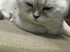 -喵的天空名猫咖啡馆·撸猫·猫舍·用品