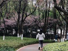 -重庆市江北嘴中央商务区中央公园