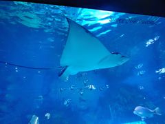 -烟台海昌鲸鲨海洋公园