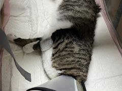 -宠颐生宠物医院外科·内科·皮肤科·影像科(石龙店)