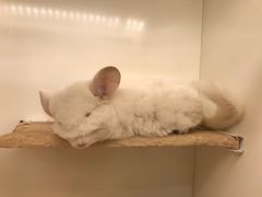 -龙猫仔乐园(惠福东路店)