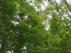 -桤木河湿地公园