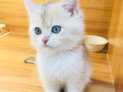 -猫十亿·布偶金渐层·曼基康矮脚猫舍(青年路店)