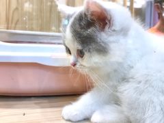 -屋虎猫馆(宝安大仟里店)