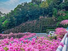-深圳仙湖植物园
