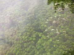 -靖西鹅泉风景区