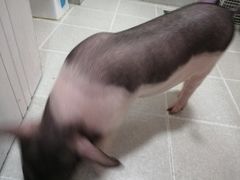 -我爱猫咪·猫咖·狗咖·安哥拉兔·羊驼咖(小寨华旗店)
