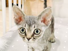 -十年猫舍·猫咪专门店(普陀店)