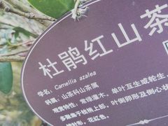 -金花茶公园