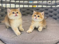 -lincat·猫舍(广州店)