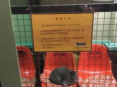 -猫咪博物馆(顶澳仔猫街店)