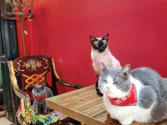 -猫色咖啡·猫咖