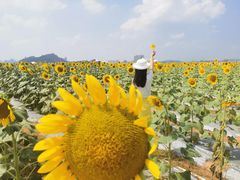 -光明小镇欢乐田园