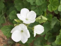 -松山湖梦幻百花洲