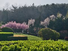 -棒棰岛宾馆景区