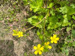 -前小桔亲子创意农场·草莓采摘·露营烧烤