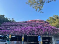 -深圳仙湖植物园