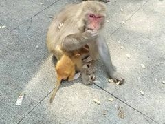 -广州市流溪河国家森林公园