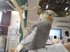 -深圳鸟咖鹦花岛
