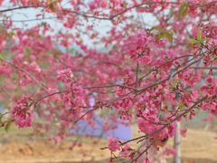 -天适樱花悠乐园