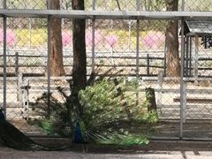 -大连铭湖国际观光牧场
